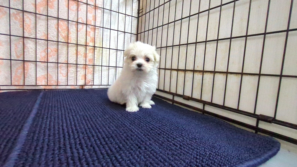 茨城県のマルチーズ (ペットショップスズキ/2025年12月11日生まれ/女の子/ホワイト)の子犬の4枚目の画像