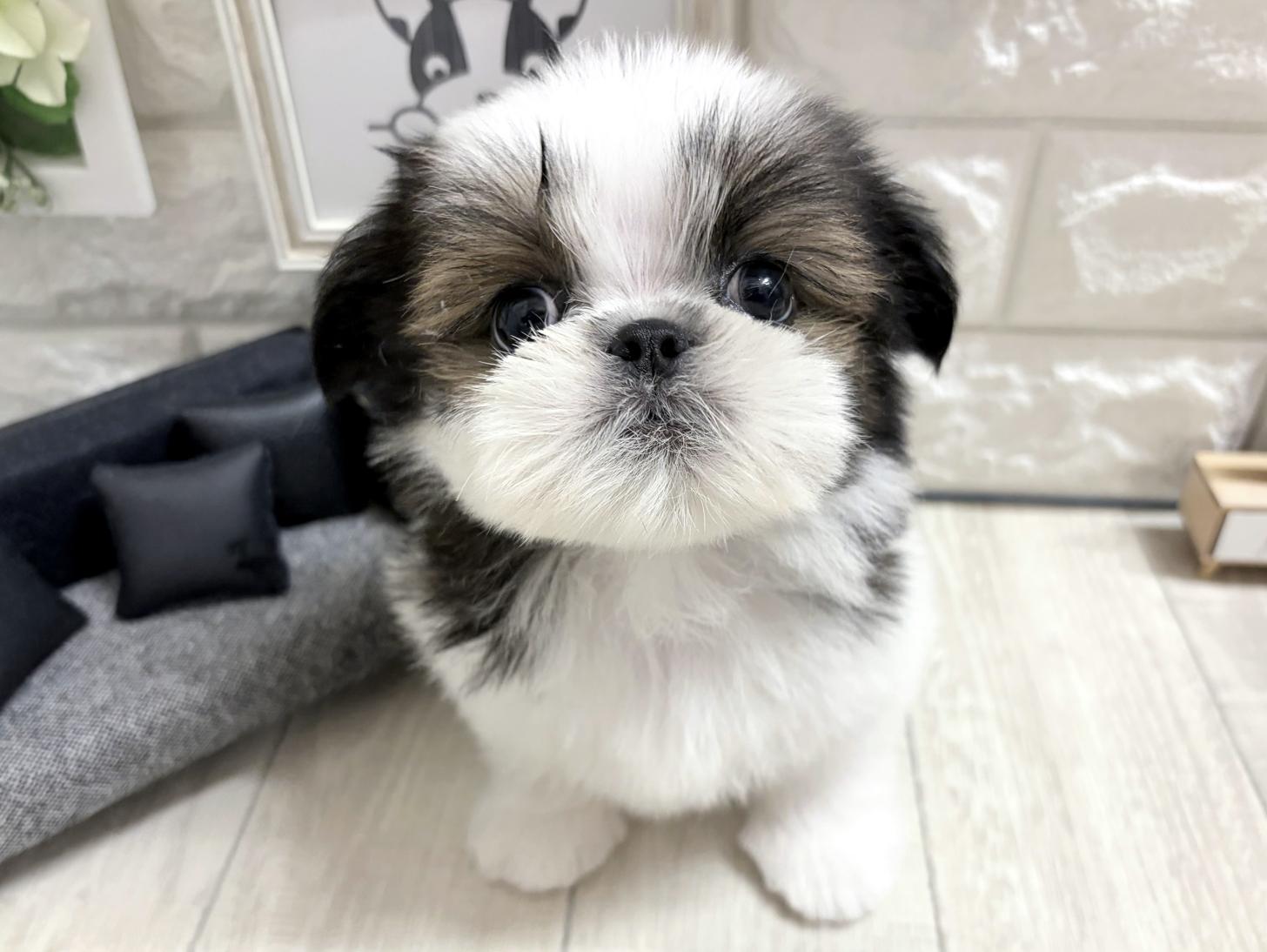 大阪府のシーズー (DOGMAN平野瓜破店/2026年7月19日生まれ/女の子/ホワイトゴールド)の子犬の3枚目の画像