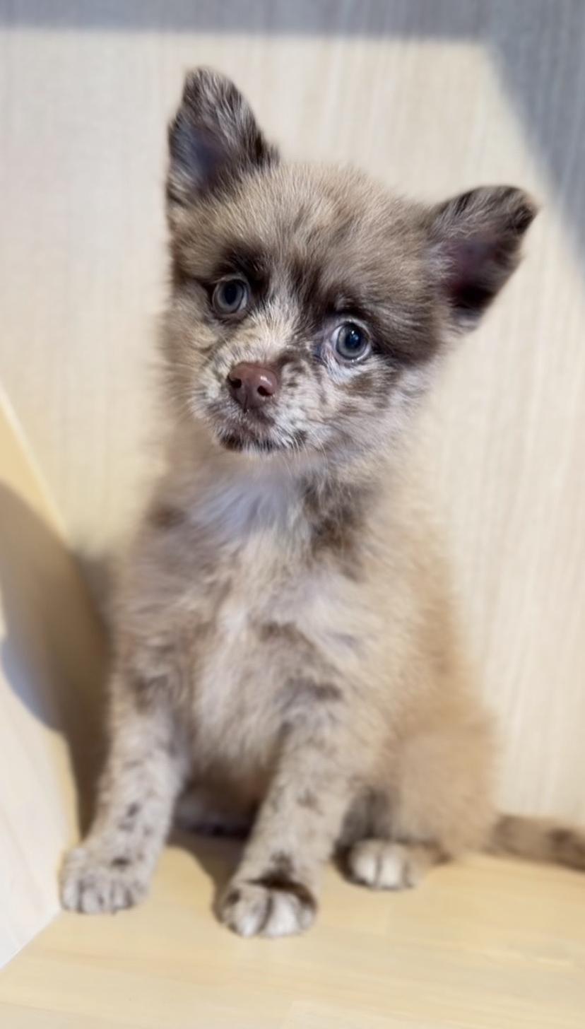 埼玉県のポメチワ/チワポメ/ポメチー(ポメラニアン×チワワ) (PET SHOP Tiny tales/2026年1月19日生まれ/男の子/チョコレートマール)の子犬の1枚目の画像