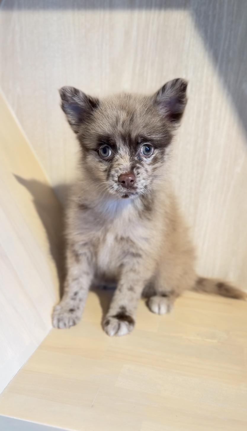 埼玉県のポメチワ/チワポメ/ポメチー(ポメラニアン×チワワ) (PET SHOP Tiny tales/2026年1月19日生まれ/男の子/チョコレートマール)の子犬の2枚目の画像