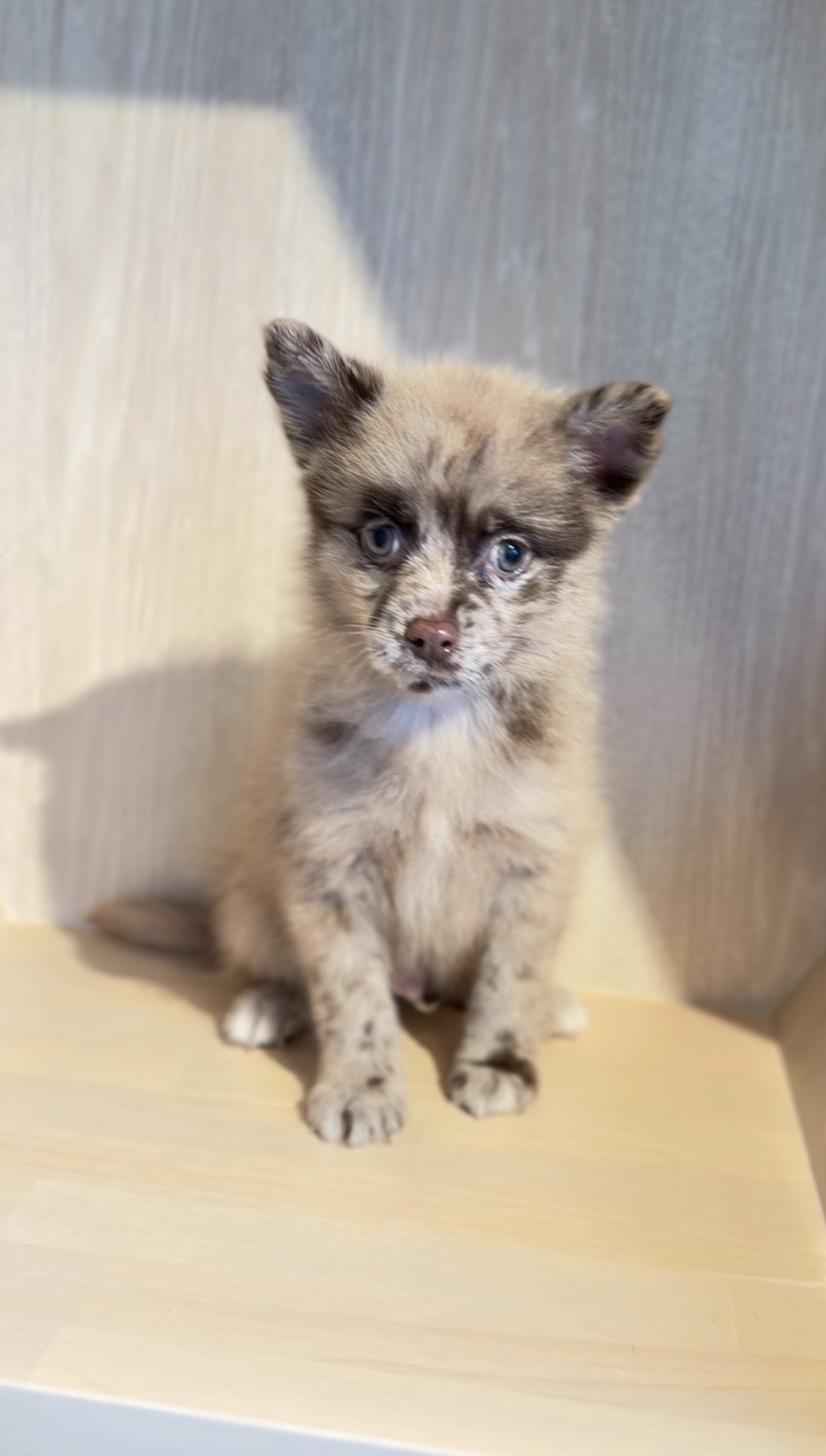 埼玉県のポメチワ/チワポメ/ポメチー(ポメラニアン×チワワ) (PET SHOP Tiny tales/2026年1月19日生まれ/男の子/チョコレートマール)の子犬の3枚目の画像