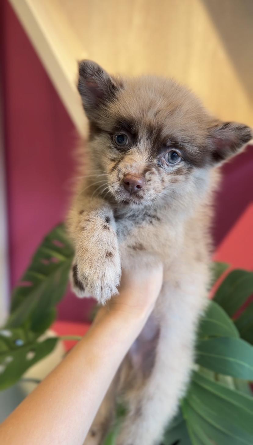 埼玉県のポメチワ/チワポメ/ポメチー(ポメラニアン×チワワ) (PET SHOP Tiny tales/2026年1月19日生まれ/男の子/チョコレートマール)の子犬の4枚目の画像