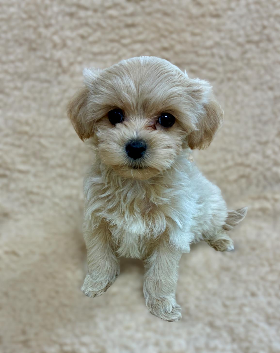 広島県のマルプー(マルチーズ×プードル) (ペットショップ カネユキ/2025年10月8日生まれ/男の子/クリーム)の子犬