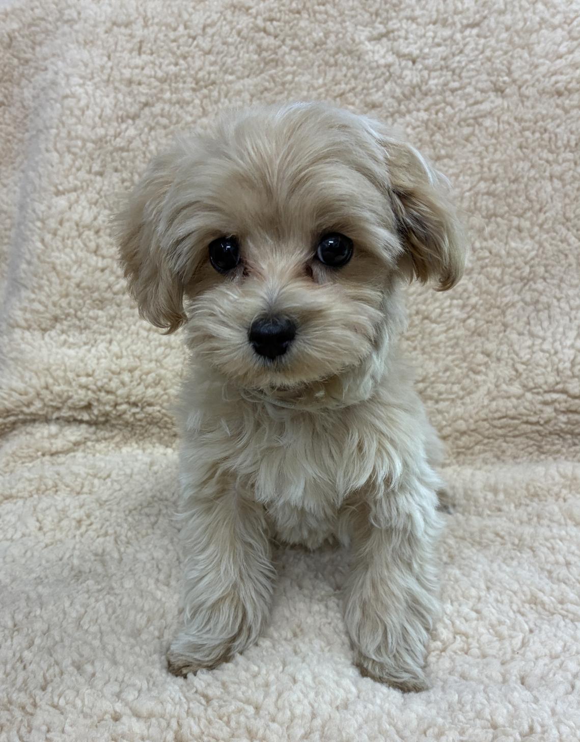 広島県のマルプー(マルチーズ×プードル) (ペットショップ カネユキ/2025年10月8日生まれ/男の子/クリーム)の子犬