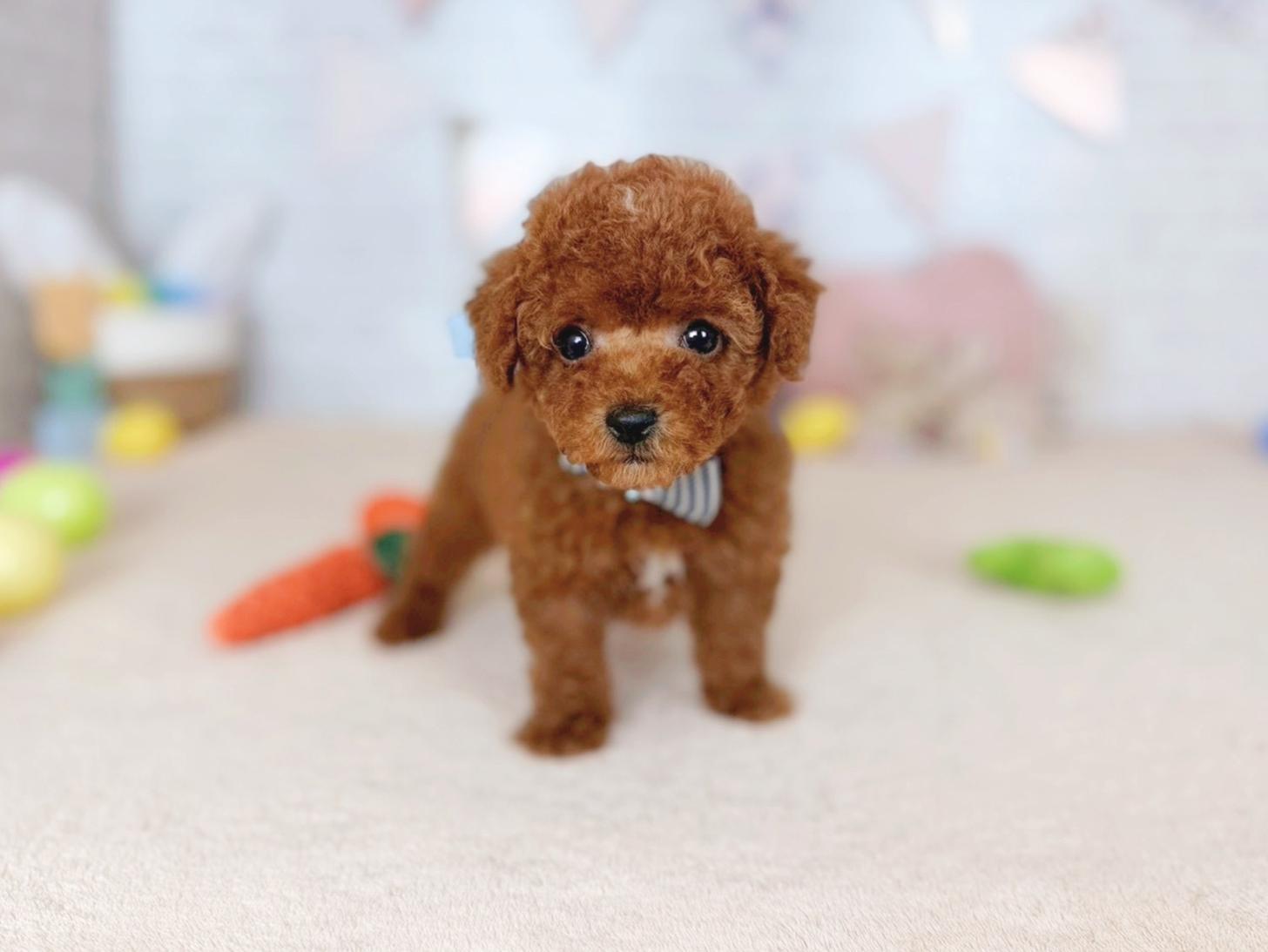 北海道のトイプードル(トイ) (ペットショップだんぼ/2026年3月8日生まれ/男の子/レッド)の子犬の1枚目の画像