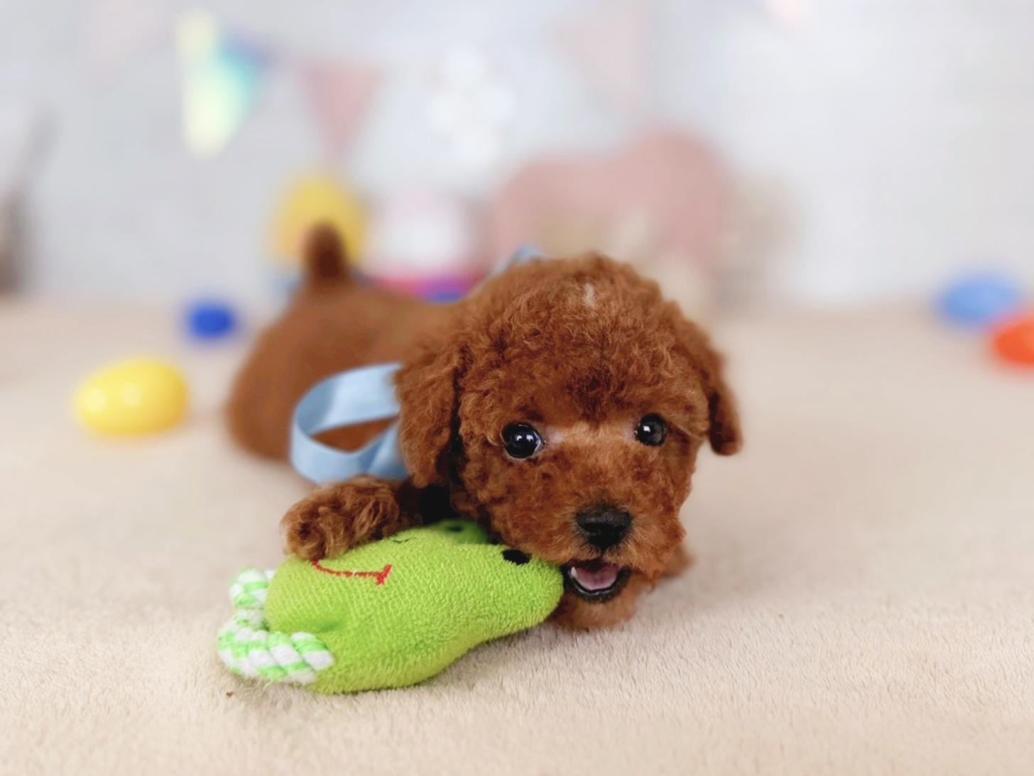 北海道のトイプードル(トイ) (ペットショップだんぼ/2026年3月8日生まれ/男の子/レッド)の子犬の2枚目の画像