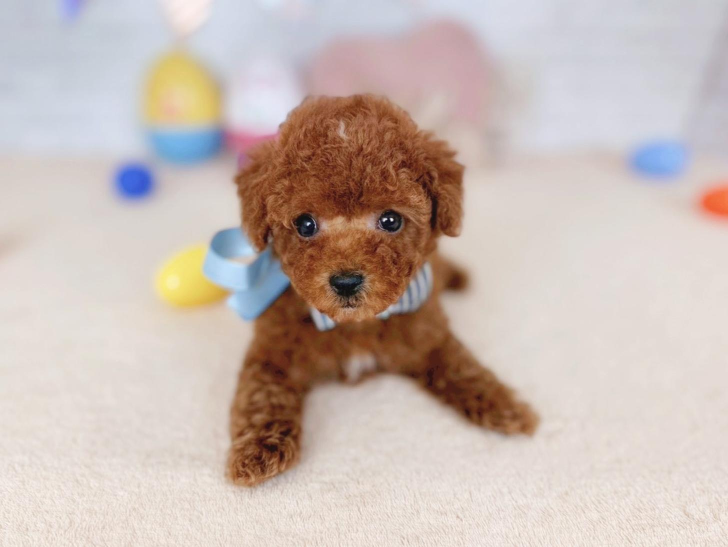 北海道のトイプードル(トイ) (ペットショップだんぼ/2026年3月8日生まれ/男の子/レッド)の子犬の3枚目の画像