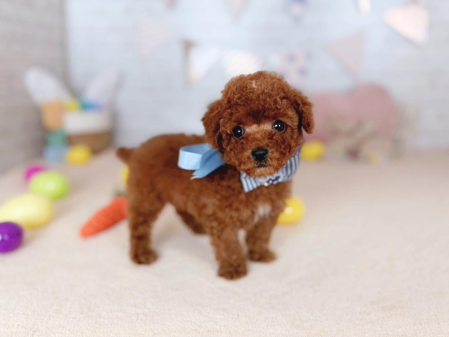 北海道のトイプードル(トイ) (ペットショップだんぼ/2026年3月8日生まれ/男の子/レッド)の子犬の4枚目の画像
