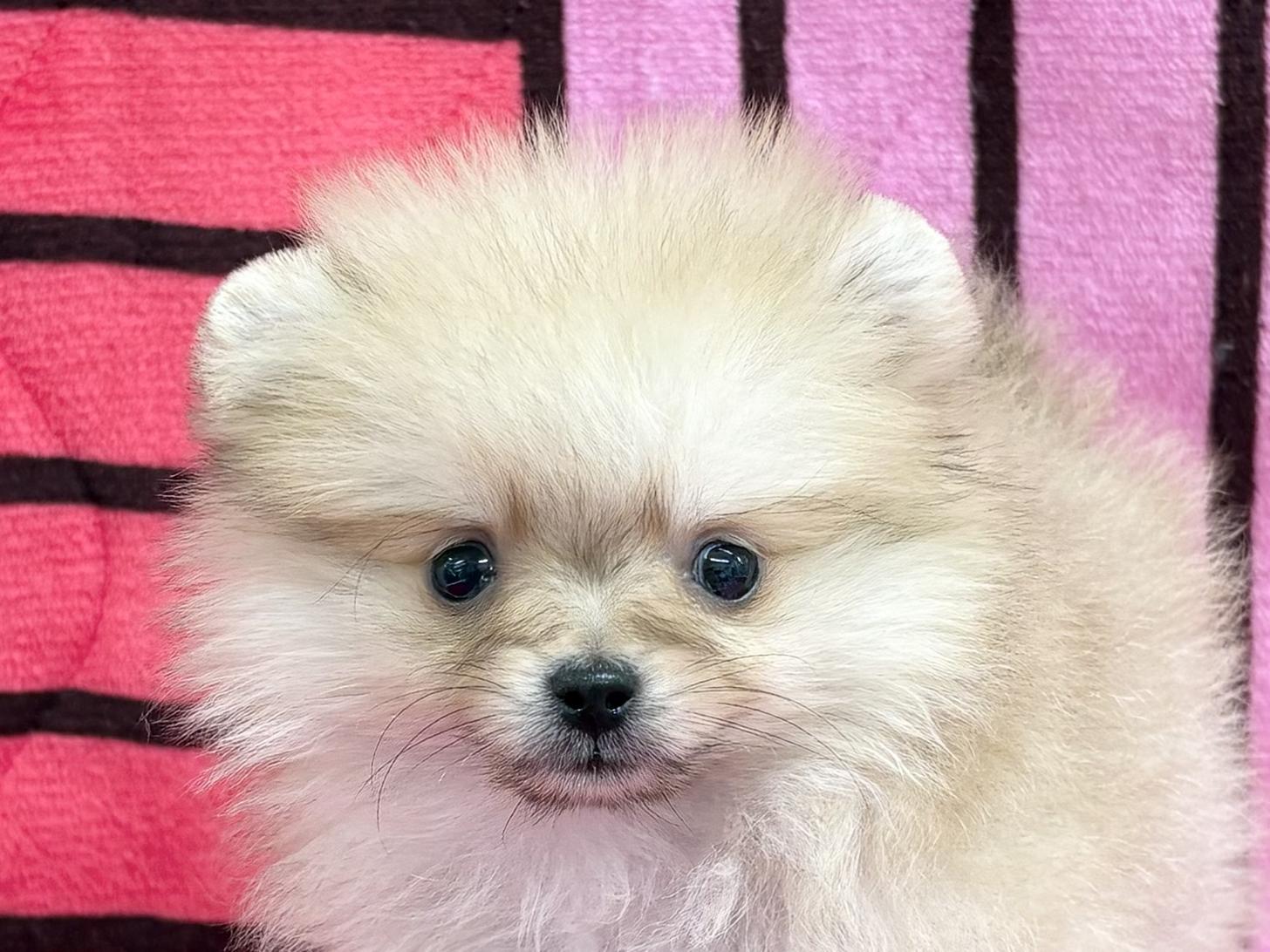 愛知県のポメラニアン (ハピースペット春日井アミーゴ店/2025年11月9日生まれ/女の子/ウルフセーブル)の子犬の2枚目の画像