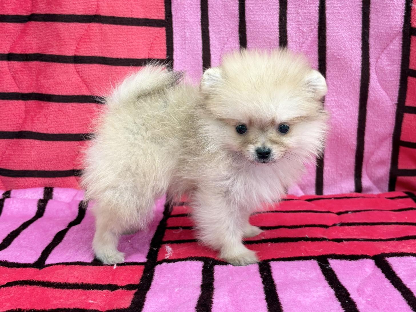 愛知県のポメラニアン (ハピースペット春日井アミーゴ店/2025年11月9日生まれ/女の子/ウルフセーブル)の子犬の4枚目の画像