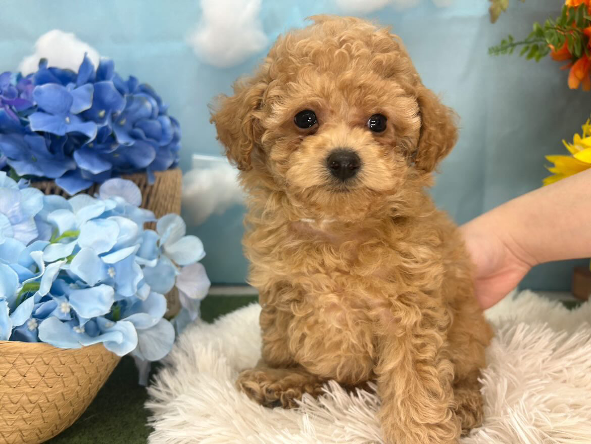 北海道のトイプードル(トイ) (ラブワンコ平岸店/2026年4月21日生まれ/男の子/レッドフォーン)の子犬