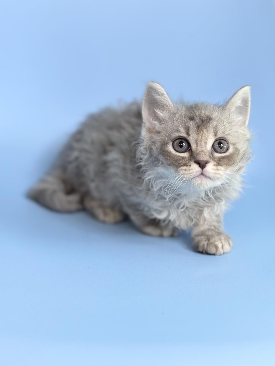 埼玉県のラムキン (ペッツスマイル加須インター店/2025年12月25日生まれ/男の子/シルバータビー)の子猫の1枚目の画像