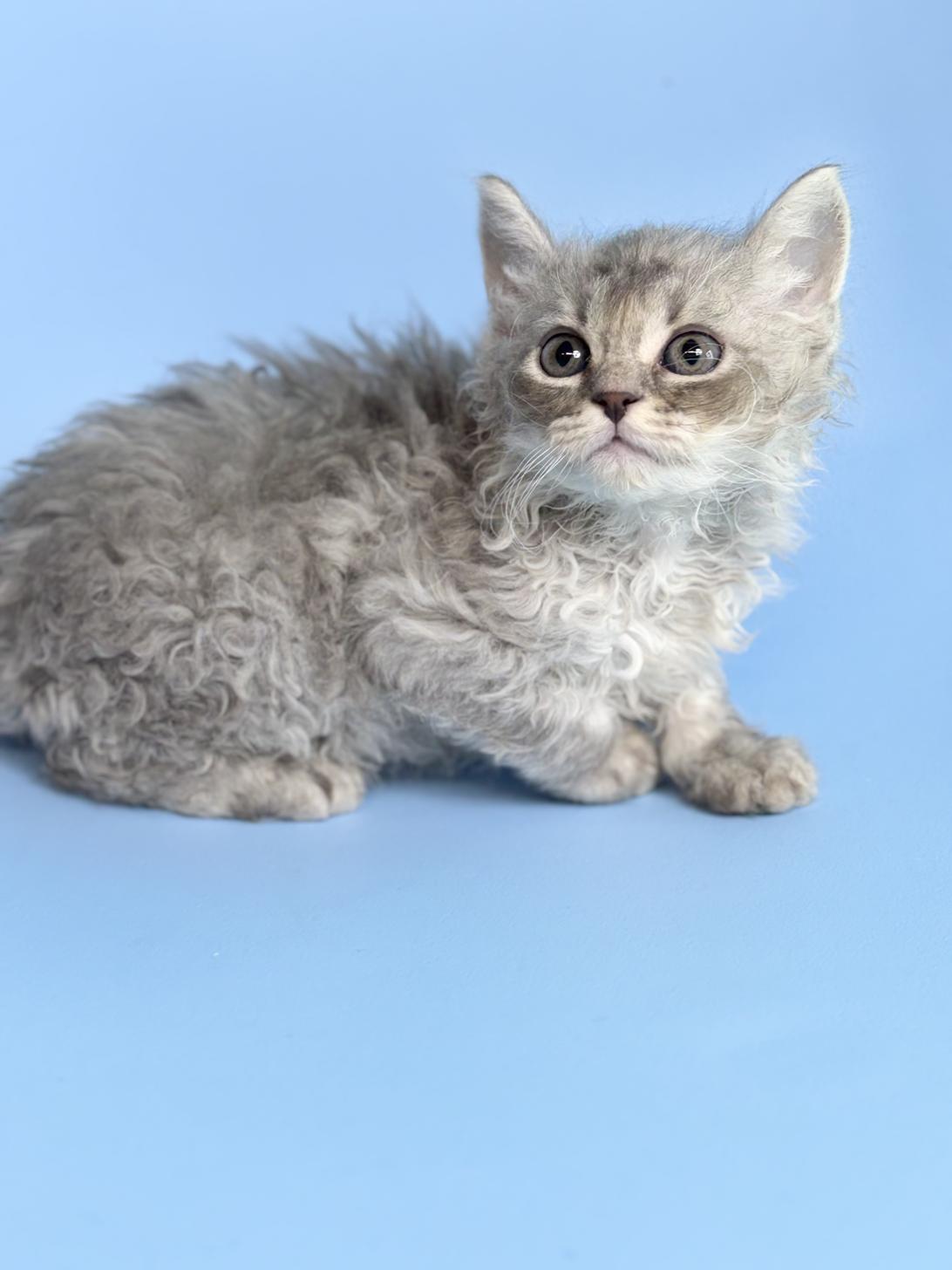 埼玉県のラムキン (ペッツスマイル加須インター店/2025年12月25日生まれ/男の子/シルバータビー)の子猫の3枚目の画像