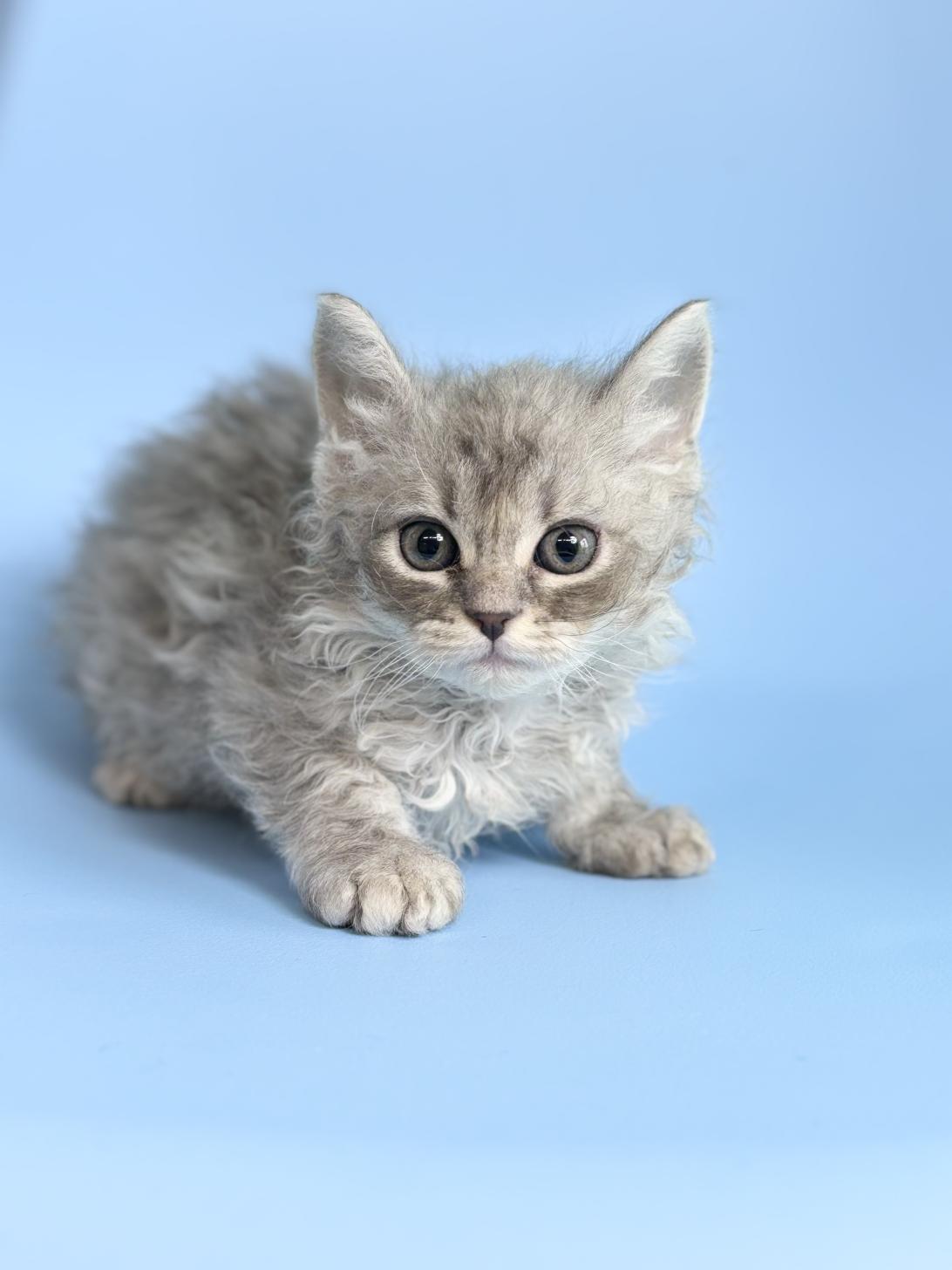 埼玉県のラムキン (ペッツスマイル加須インター店/2025年12月25日生まれ/男の子/シルバータビー)の子猫の4枚目の画像