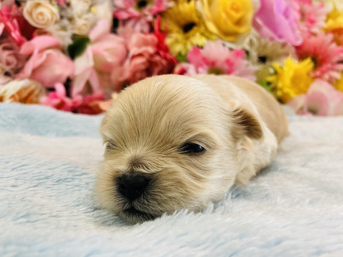 福岡県のペキプー(ペキニーズ×プードル) (スタードッグス大牟田店/2025年10月3日生まれ/男の子/クリーム)の子犬の1枚目の画像