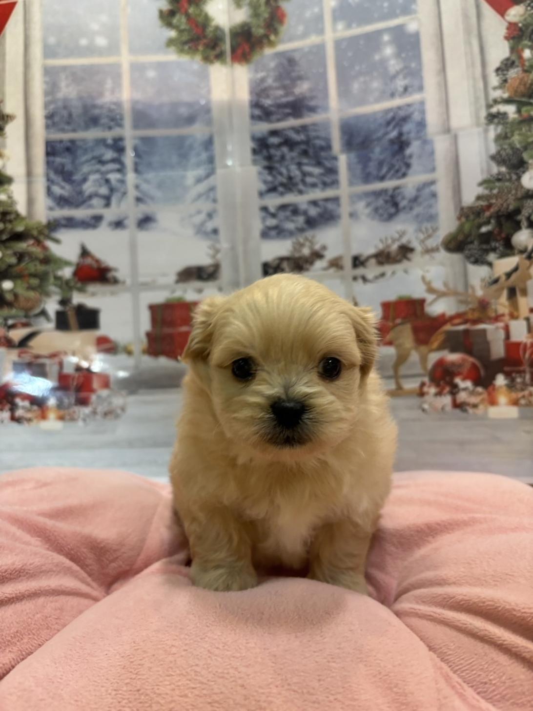 福岡県のペキプー(ペキニーズ×プードル) (スタードッグス大牟田店/2025年10月1日生まれ/男の子/クリーム)の子犬の1枚目の画像