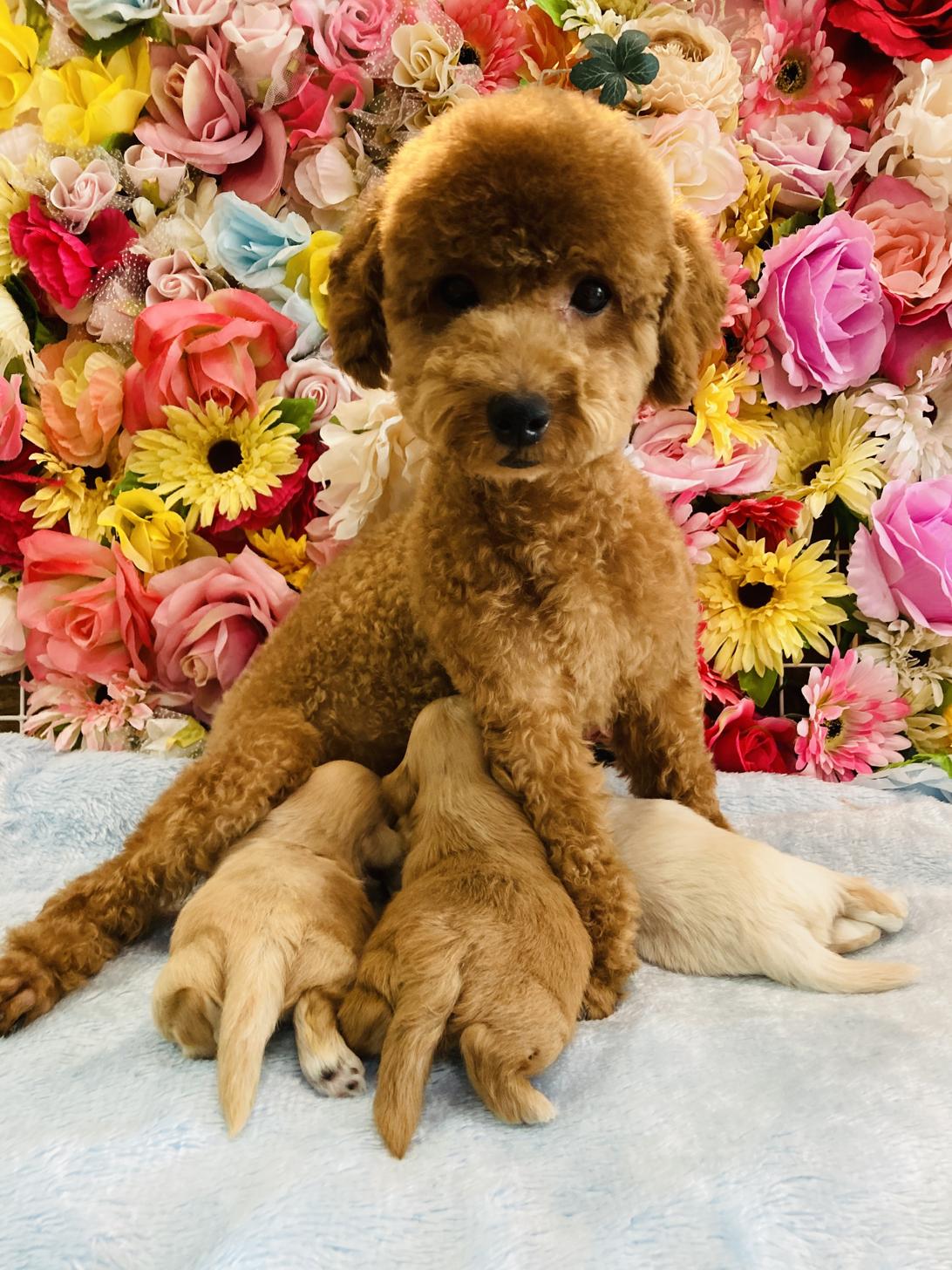 福岡県のペキプー(ペキニーズ×プードル) (スタードッグス大牟田店/2025年10月3日生まれ/男の子/クリーム)の子犬の3枚目の画像