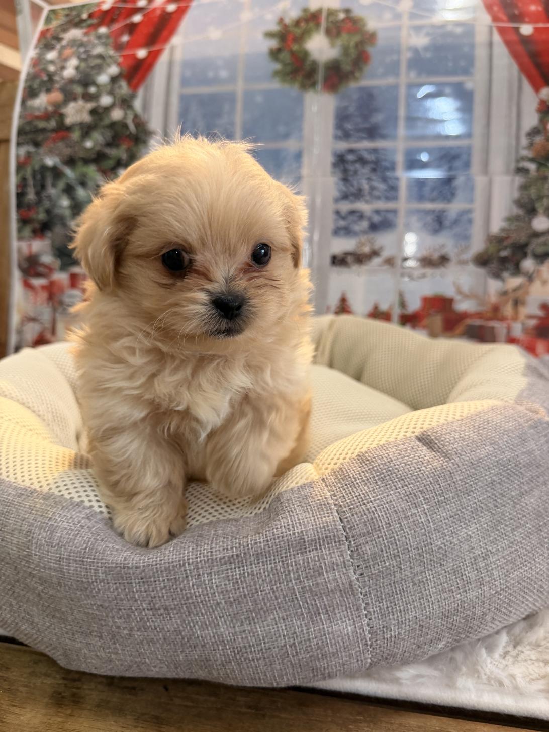 福岡県のペキプー(ペキニーズ×プードル) (スタードッグス大牟田店/2025年10月1日生まれ/男の子/クリーム)の子犬の3枚目の画像