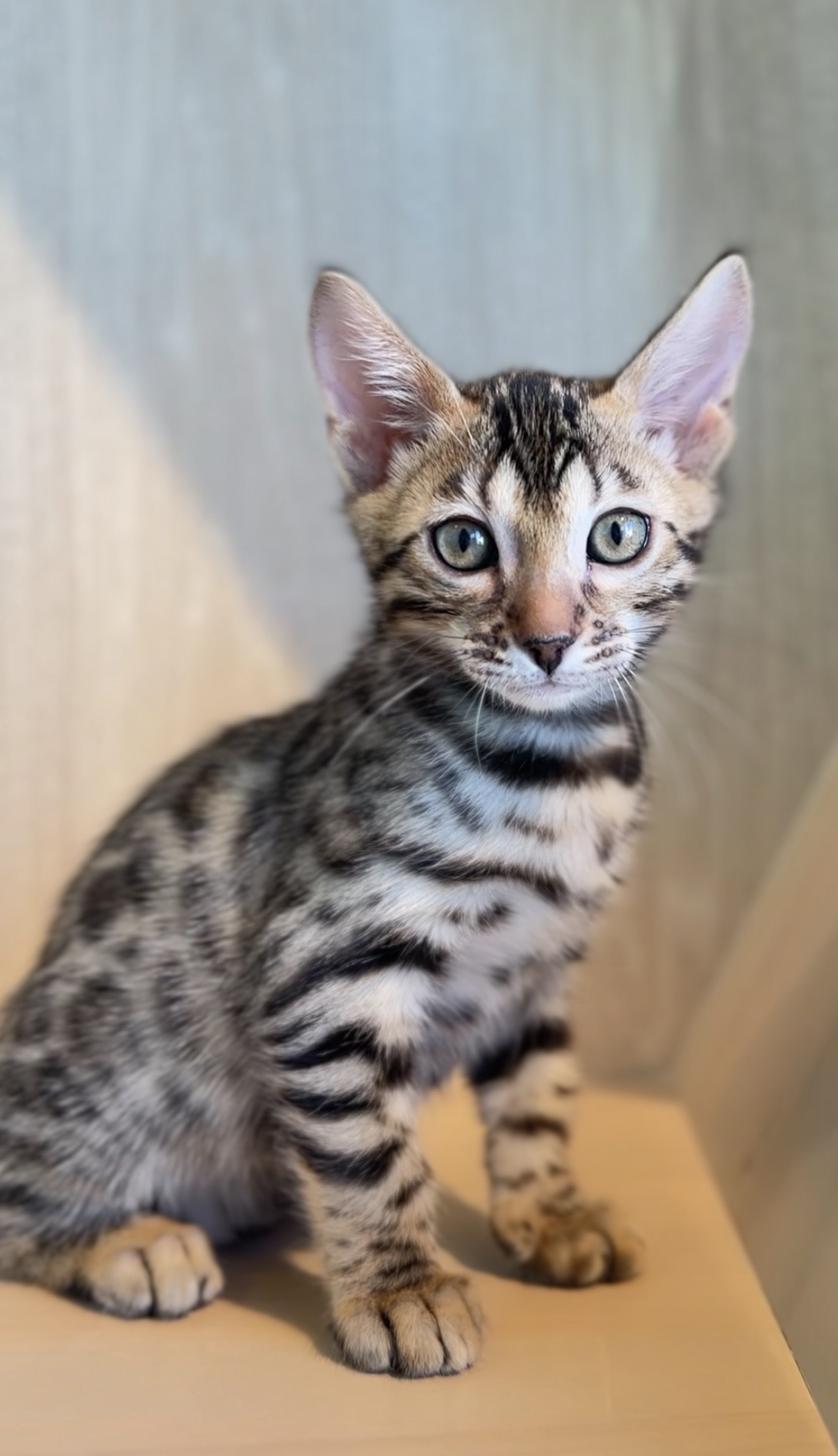 埼玉県のベンガル (PET SHOP Tiny tales/2026年2月15日生まれ/女の子/ブラウンスポットタビー)の子猫