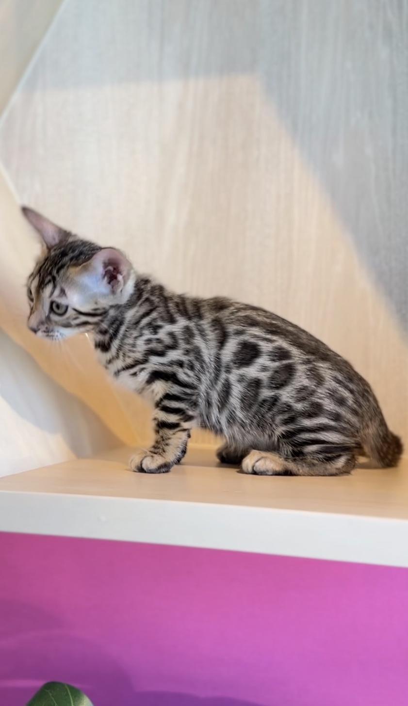 埼玉県のベンガル (PET SHOP Tiny tales/2026年2月15日生まれ/女の子/ブラウンスポットタビー)の子猫の2枚目の画像