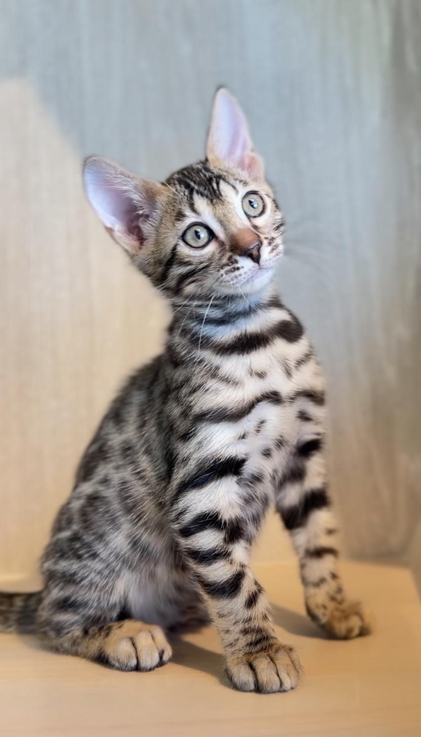 埼玉県のベンガル (PET SHOP Tiny tales/2026年2月15日生まれ/女の子/ブラウンスポットタビー)の子猫の3枚目の画像