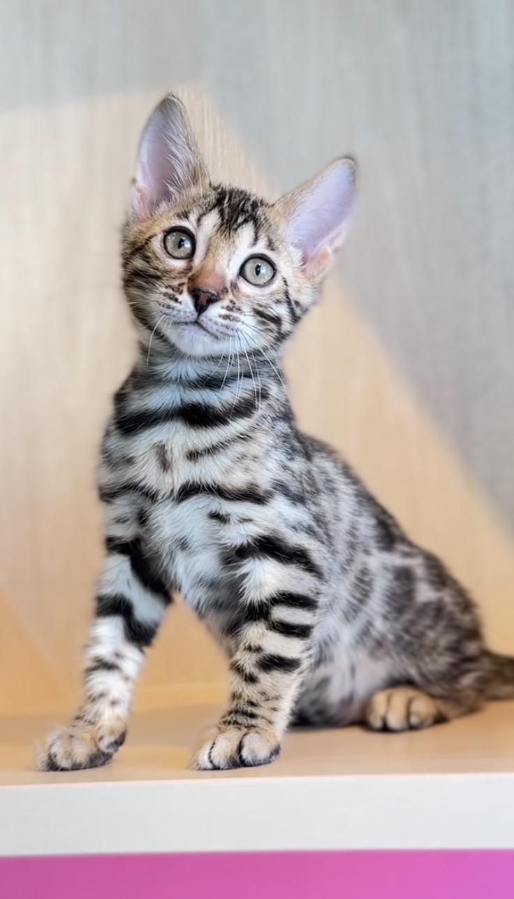 埼玉県のベンガル (PET SHOP Tiny tales/2026年2月15日生まれ/女の子/ブラウンスポットタビー)の子猫の4枚目の画像