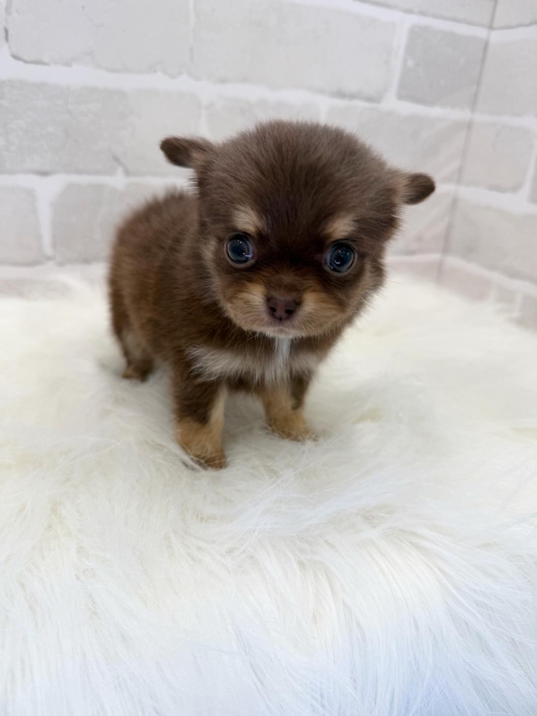埼玉県のチワワ(ロング) (PETSHOP FATIS/2025年5月17日生まれ/女の子/チョコレートホワイト)の子犬の1枚目の画像