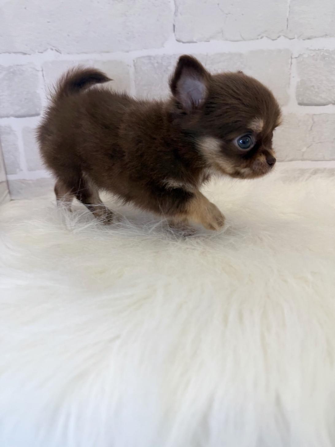埼玉県のチワワ(ロング) (PETSHOP FATIS/2025年5月17日生まれ/女の子/チョコレートホワイト)の子犬の2枚目の画像