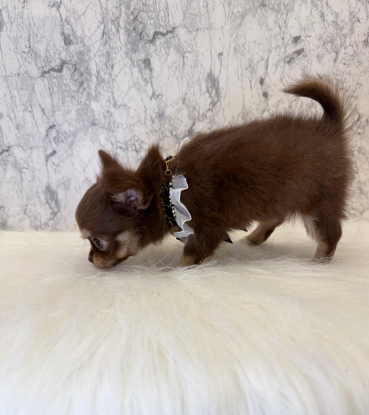 埼玉県のチワワ(ロング) (PETSHOP FATIS/2025年5月17日生まれ/女の子/チョコレートホワイト)の子犬の4枚目の画像