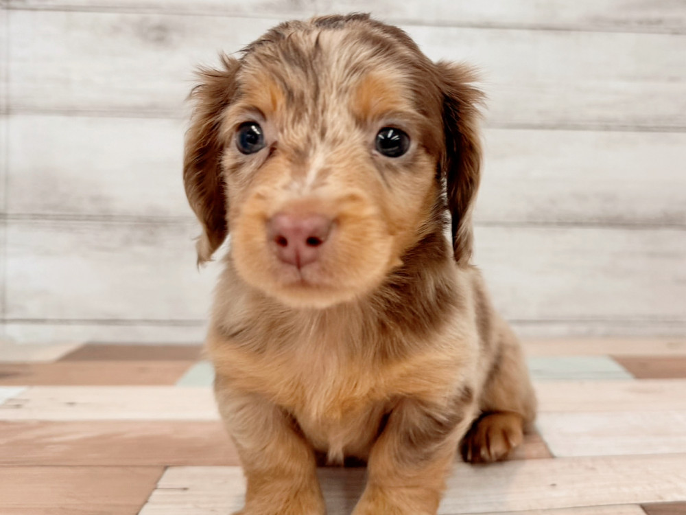 新潟県のミニチュアダックスフンド(ロング) (竹内ペット 新津本店/2026年8月10日生まれ/女の子/チョコレートダップル)の子犬の2枚目の画像
