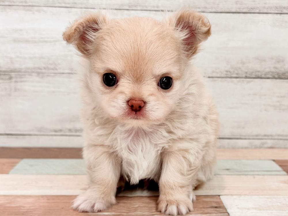 新潟県のチワワ(ロング) (竹内ペット 新潟西店/2026年5月19日生まれ/男の子/クリーム)の子犬の1枚目の画像
