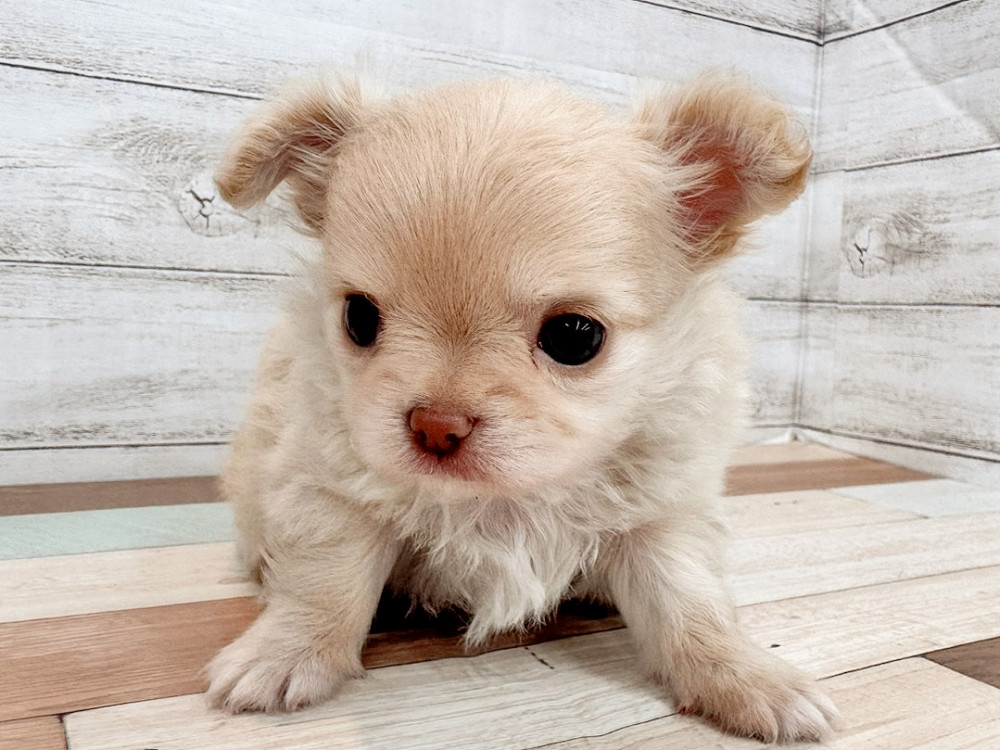 新潟県のチワワ(ロング) (竹内ペット 新潟西店/2026年5月19日生まれ/男の子/クリーム)の子犬の4枚目の画像