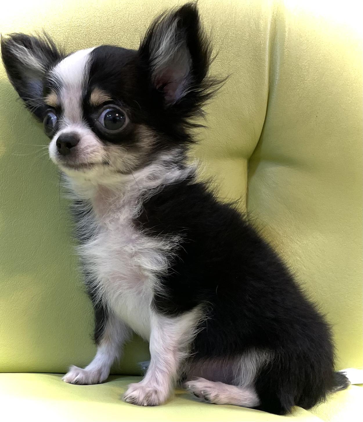 神奈川県のチワワ(ロング) (Puppyカフェ/2025年4月5日生まれ/男の子/ブラックホワイトタン)の子犬の1枚目の画像