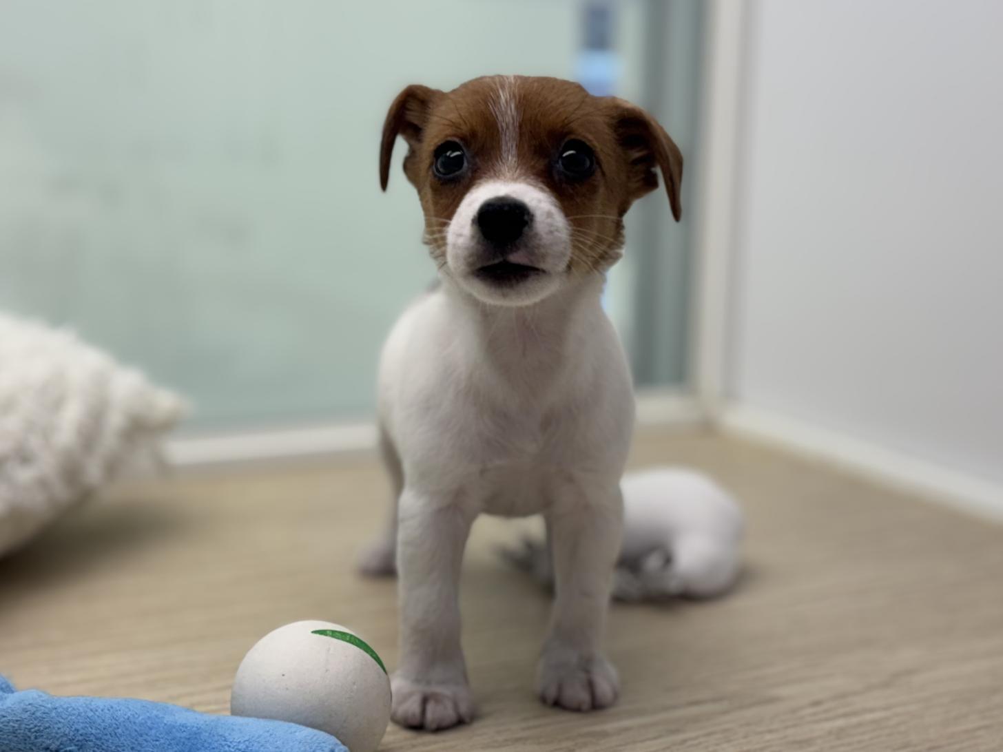 神奈川県のジャックラッセルテリア (Doggy Style 小田原店/2025年7月13日生まれ/女の子/ホワイトタン)の子犬の2枚目の画像