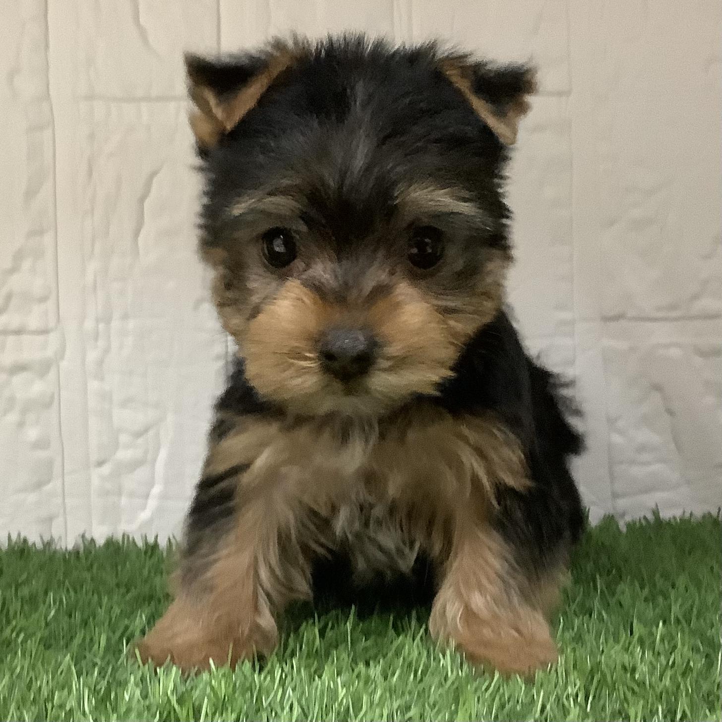 熊本県のヨークシャーテリア (ニコペットセレクト ドッグズホーム八代店/2026年1月26日生まれ/男の子/スチールブルータン)の子犬