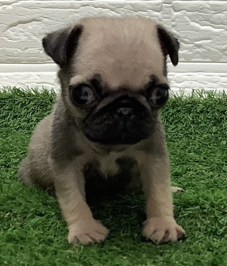福岡県のパグ (ディスワン ドッグズホーム大野城店/2025年11月13日生まれ/男の子/フォーン)の子犬
