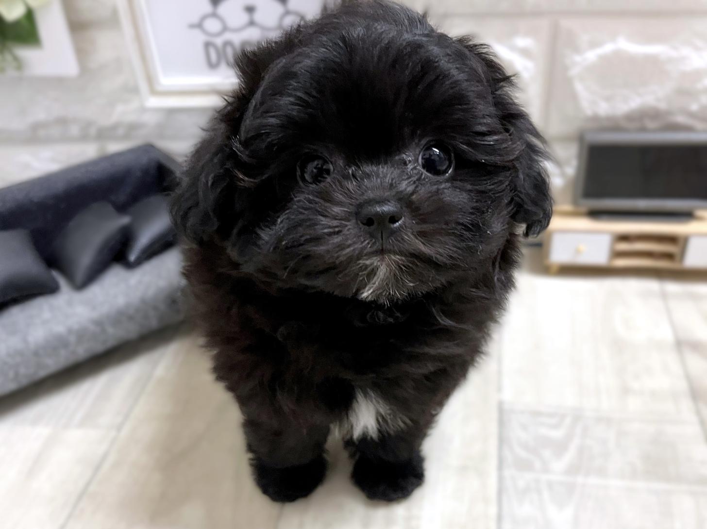 大阪府のチワプー/プーチー(チワワ×プードル) (DOGMAN平野瓜破店/2026年1月17日生まれ/女の子/ブラックホワイト)の子犬の1枚目の画像