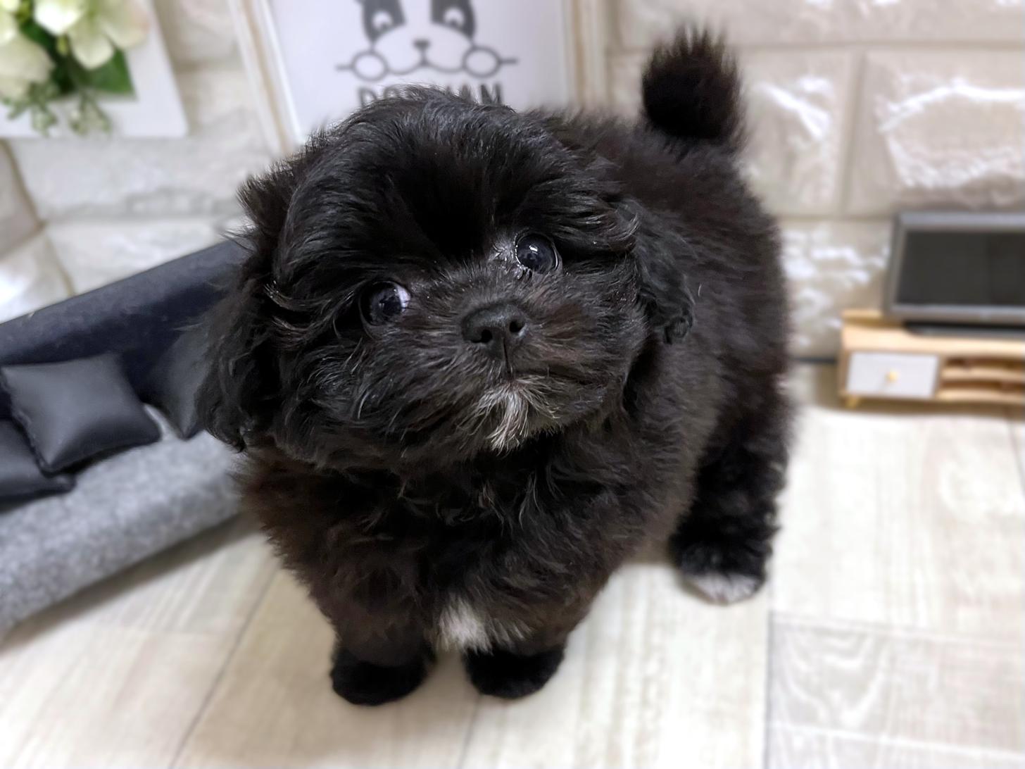 大阪府のチワプー/プーチー(チワワ×プードル) (DOGMAN平野瓜破店/2026年1月17日生まれ/女の子/ブラックホワイト)の子犬の3枚目の画像