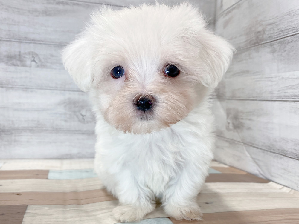 新潟県のマルチーズ (竹内ペット 新津本店/2026年8月7日生まれ/男の子/ホワイト)の子犬の1枚目の画像