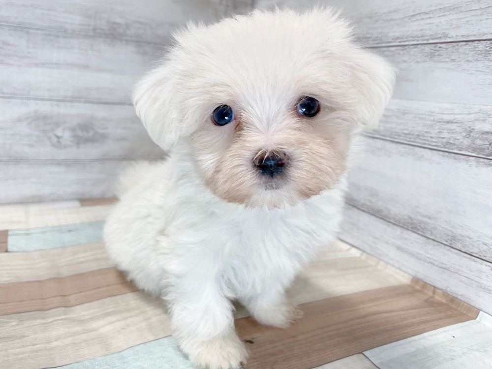 新潟県のマルチーズ (竹内ペット 新津本店/2026年8月7日生まれ/男の子/ホワイト)の子犬の2枚目の画像