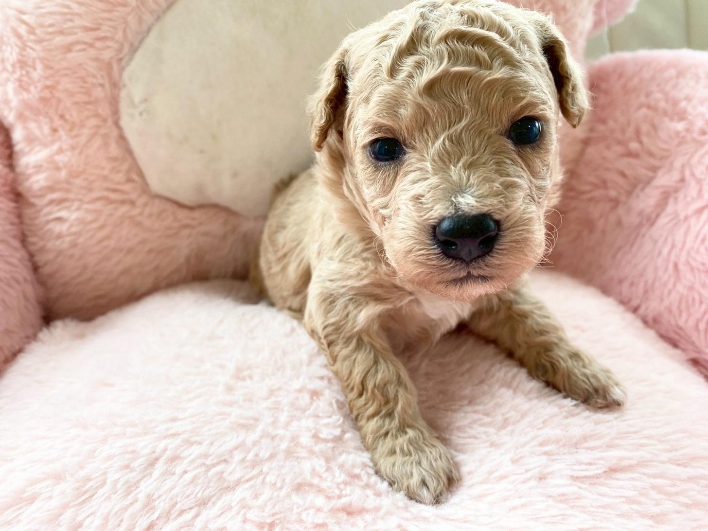 熊本県のビションプー(ビションフリーゼ×プードル) (スタードッグス新熊本店/2026年3月5日生まれ/女の子/アプリコット)の子犬の1枚目の画像