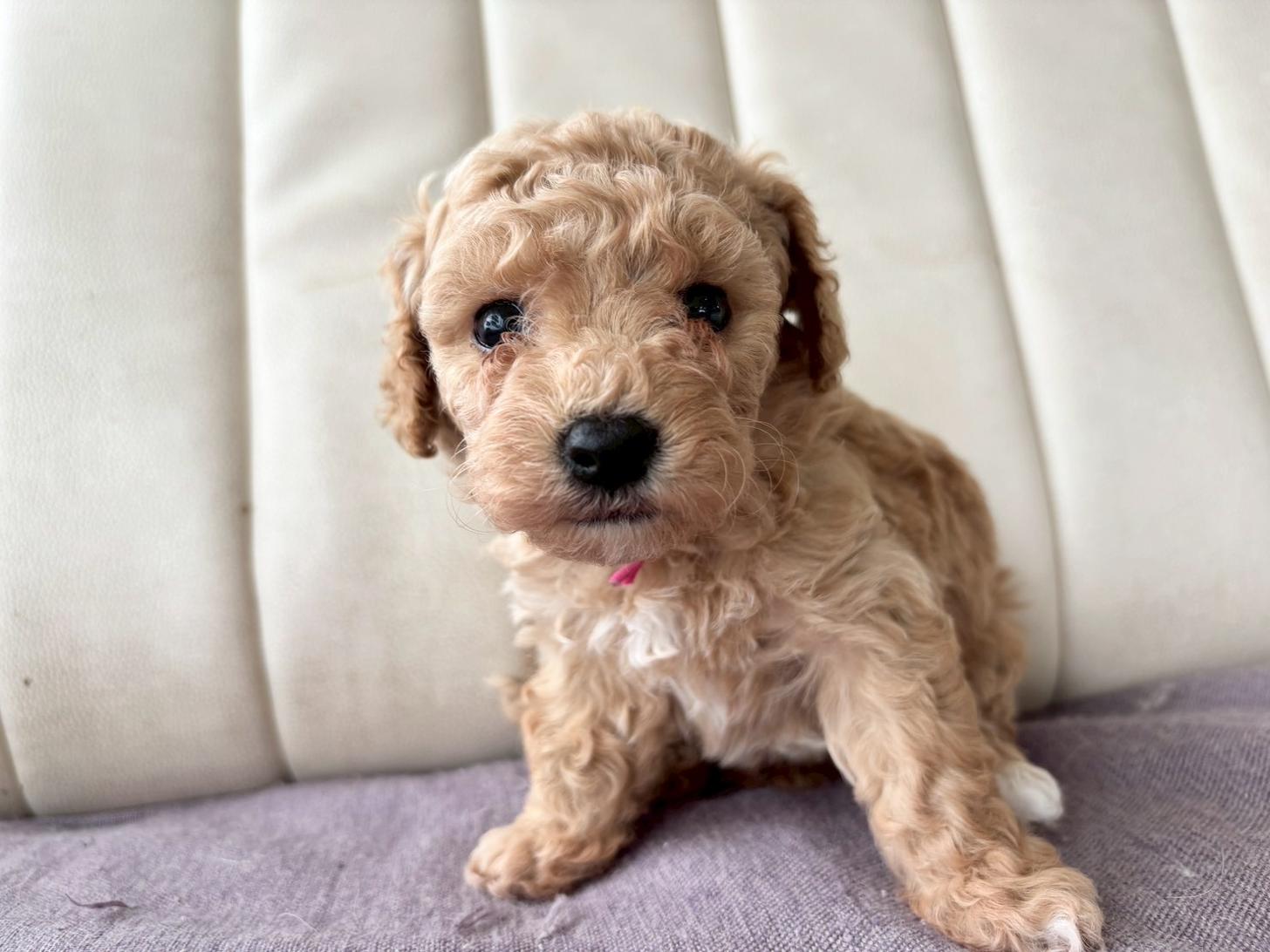 熊本県のビションプー(ビションフリーゼ×プードル) (スタードッグス新熊本店/2026年3月5日生まれ/女の子/アプリコット)の子犬の1枚目の画像