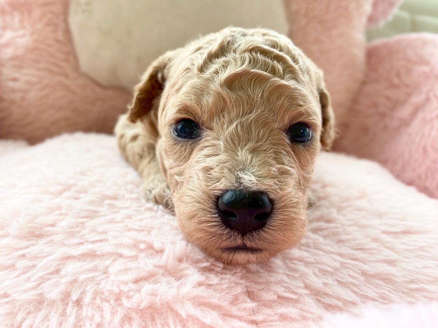 熊本県のビションプー(ビションフリーゼ×プードル) (スタードッグス新熊本店/2026年3月5日生まれ/女の子/アプリコット)の子犬の2枚目の画像