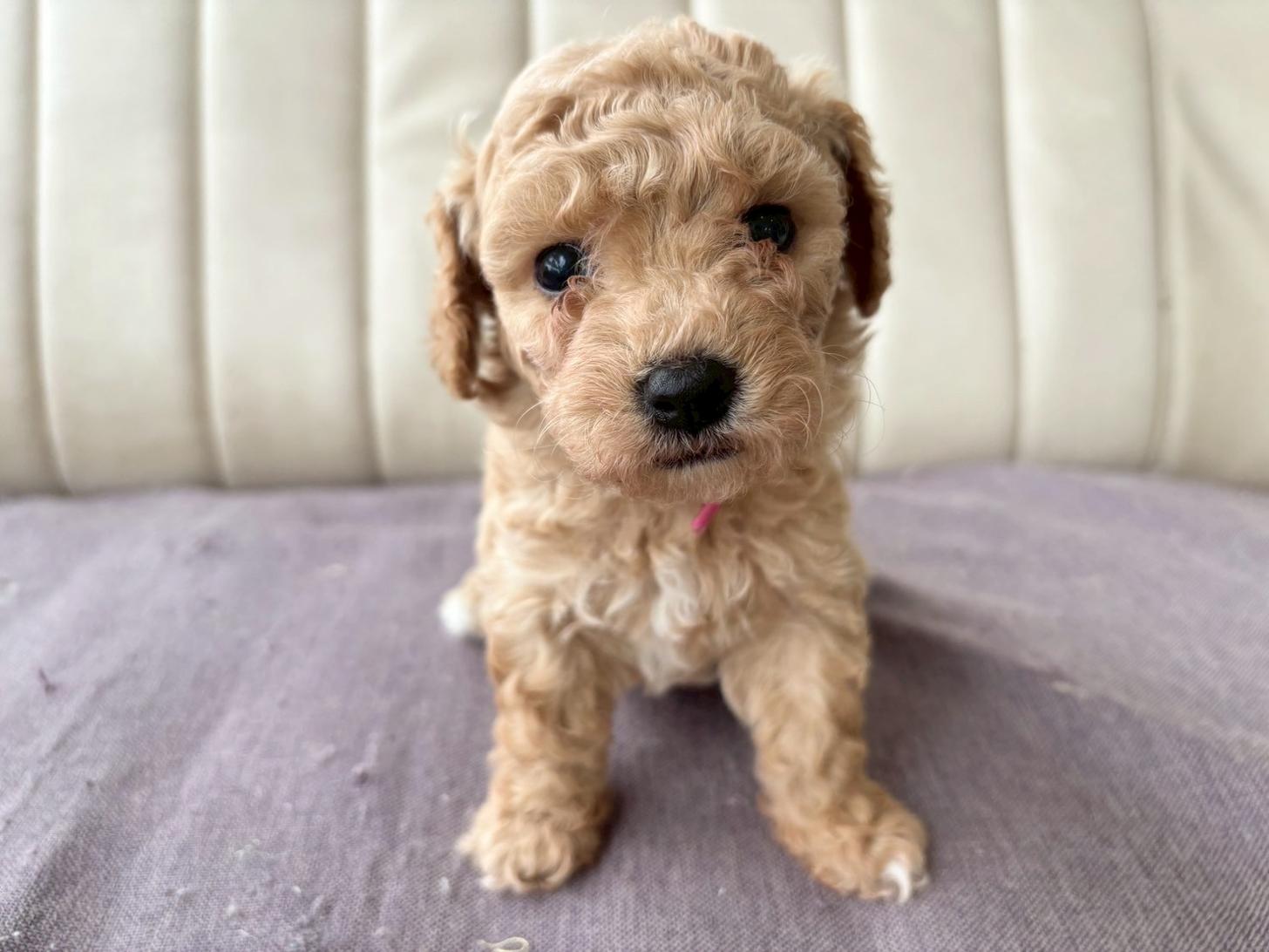 熊本県のビションプー(ビションフリーゼ×プードル) (スタードッグス新熊本店/2026年3月5日生まれ/女の子/アプリコット)の子犬の2枚目の画像