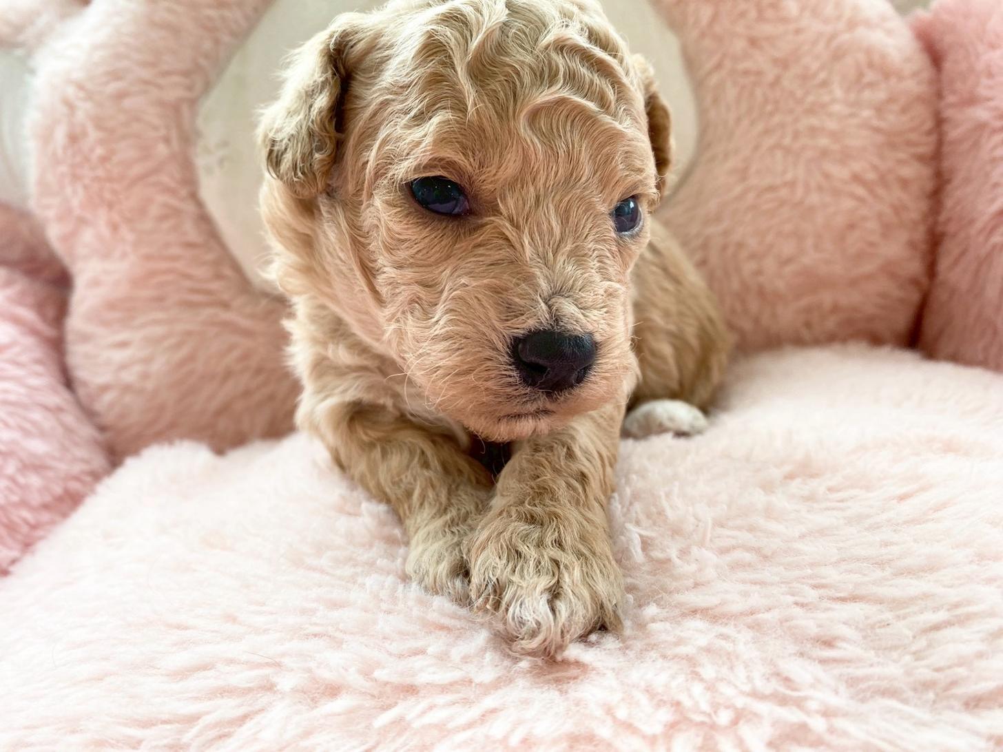 熊本県のビションプー(ビションフリーゼ×プードル) (スタードッグス新熊本店/2026年3月5日生まれ/女の子/アプリコット)の子犬の3枚目の画像