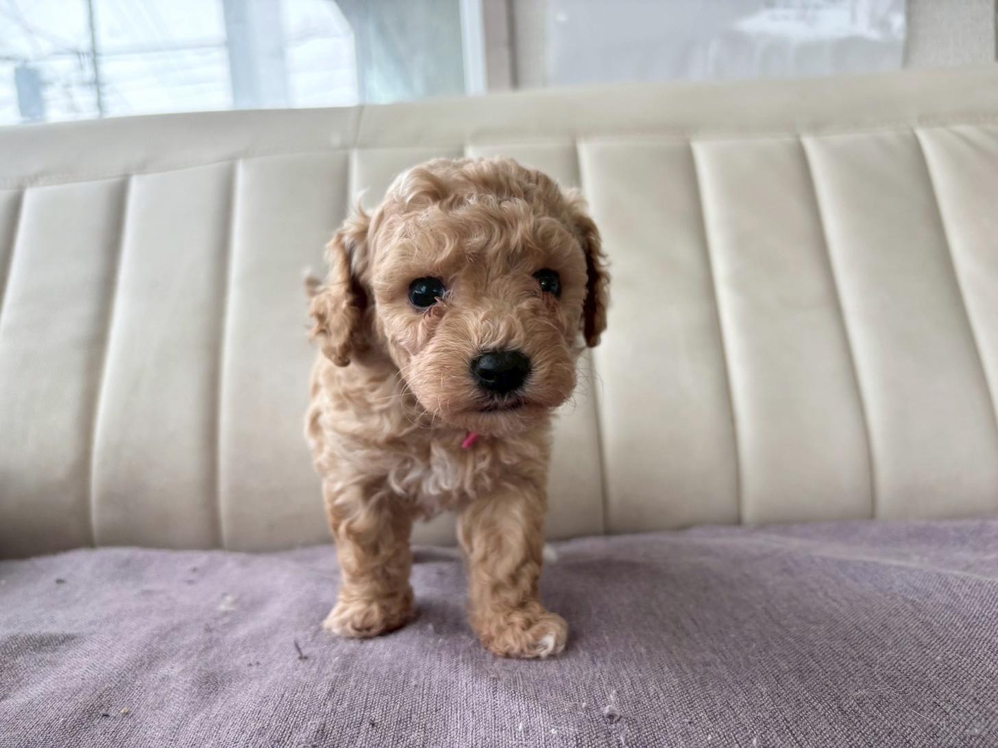 熊本県のビションプー(ビションフリーゼ×プードル) (スタードッグス新熊本店/2026年3月5日生まれ/女の子/アプリコット)の子犬の3枚目の画像