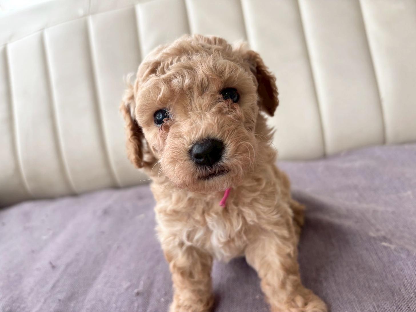 熊本県のビションプー(ビションフリーゼ×プードル) (スタードッグス新熊本店/2026年3月5日生まれ/女の子/アプリコット)の子犬の4枚目の画像