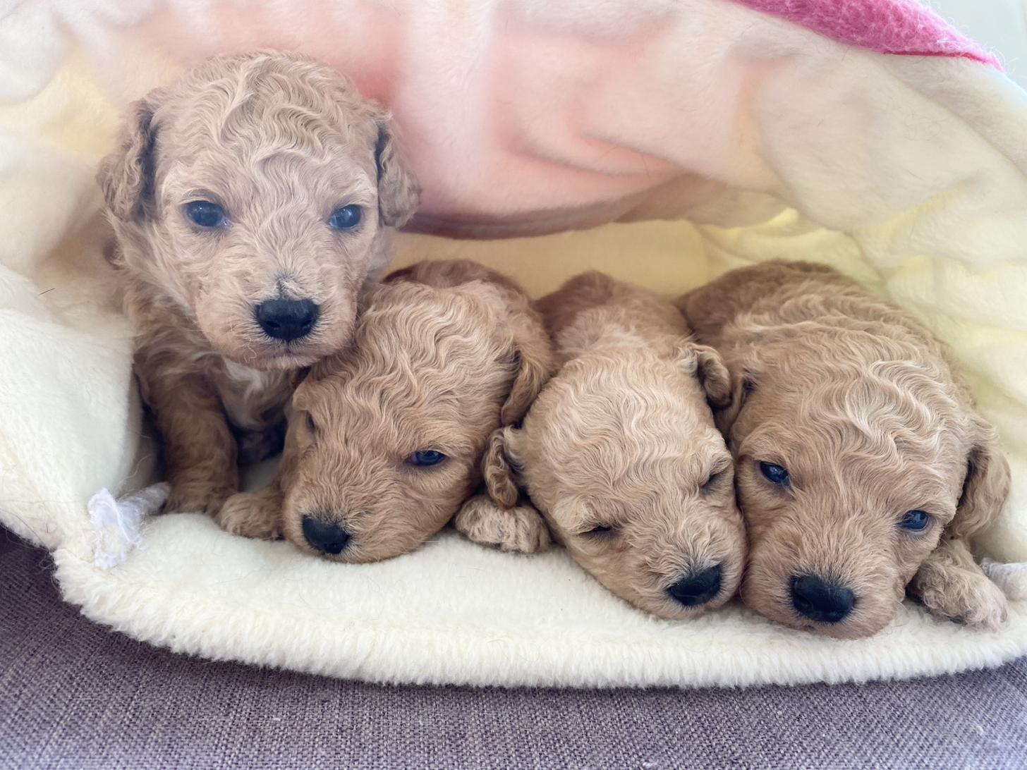 熊本県のビションプー(ビションフリーゼ×プードル) (スタードッグス新熊本店/2026年3月5日生まれ/女の子/アプリコット)の子犬の4枚目の画像