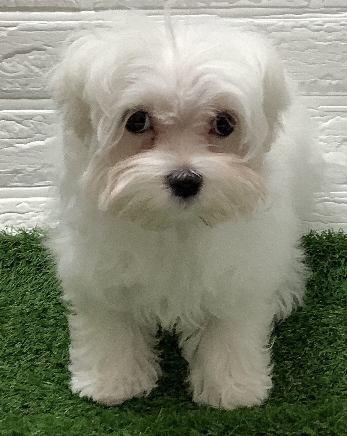 福岡県のマルチーズ (ディスワン ドッグズホーム大野城店/2025年10月1日生まれ/男の子/ホワイト)の子犬