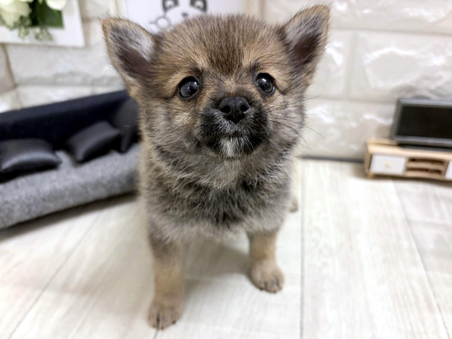 和歌山県のポメ柴/豆ポメ/ポメ豆柴(ポメラニアン×柴犬) (DOGMAN和歌山店/2026年5月30日生まれ/女の子/赤)の子犬の1枚目の画像